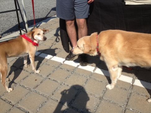 Julia's doggie, Brandy, with Dali at Ella's Run